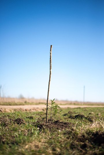 Cérémonie : une naissance, un arbre