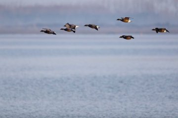 Reconnaissance des oiseaux migrateurs du Golfe du Morbihan