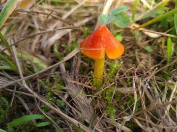 Les champignons, les écosystèmes et nous