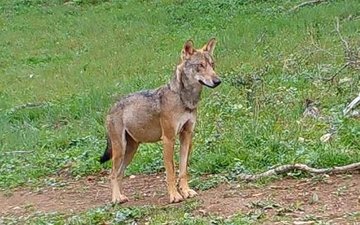 Sortie 'Pistage & découverte du Loup'