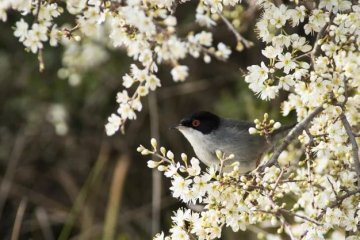 À la découverte de la biodiversité de l’oppidum