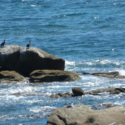 Balade nature dans le Golfe du Morbihan sur un vieux gréement