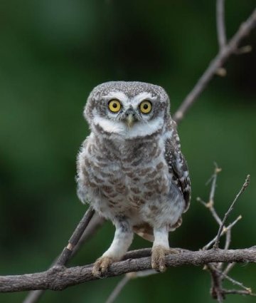 Soirée astronomie et observation des rapaces nocturnes