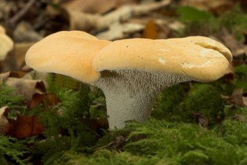 Balade nature dans le joli monde des champignons