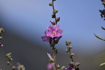 Plantes sauvages comestibles et médicinales