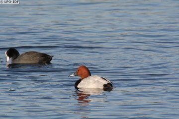 Les oiseaux de la Réserve naturelle régionale des Seiglats