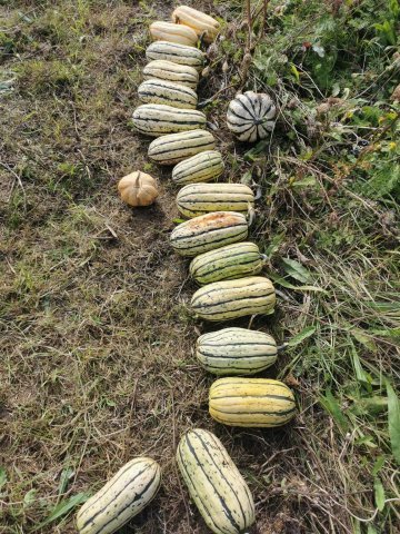 Fêtez l'abondance de l'automne à la ferme !