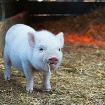 Journée thématique : Le bien-être animal : De la théorie à la pratique