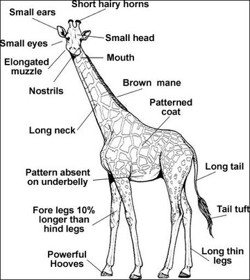 "Tristesse et joie dans la vie des girafes" de Tiago Rodrigues