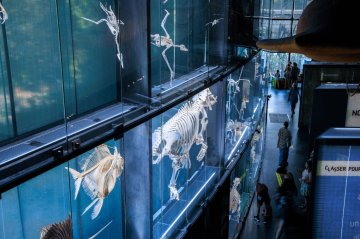 Visite de l'exposition permanente du Muséum