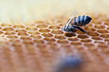 Formation adulte : apiculture avec Alexis Soubie