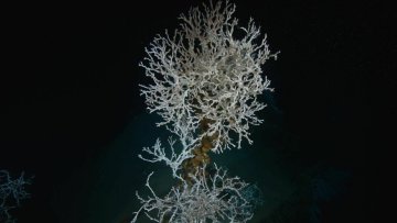 Abysses, des mondes pluriels à préserver