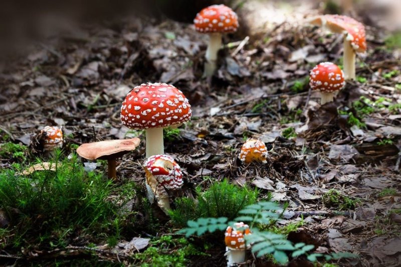 Découverte du joli monde des champignons