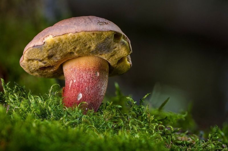 Découverte du joli monde des champignons