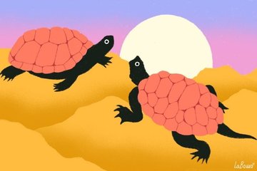 Chouette conférence : quels sont les secrets des tortues marines ?