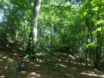 Ronde des arbres "A la rencontre du Hêtre"