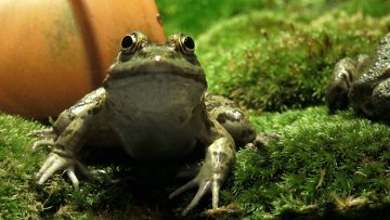 A table les grenouilles ! (FDLS)