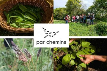 Balade-découverte des plantes sauvages comestibles