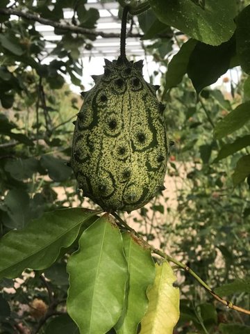 Atelier découverte de la nature : voyage des plantes
