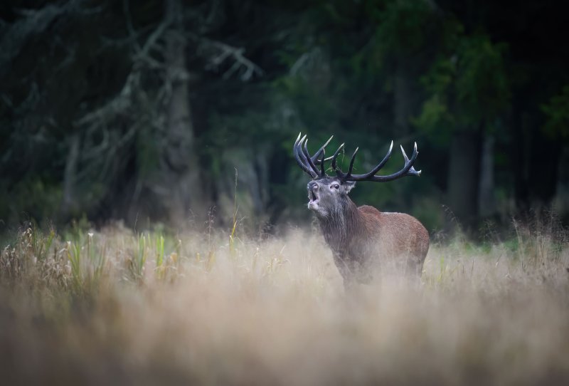 Sortie brame du cerf à l'affût