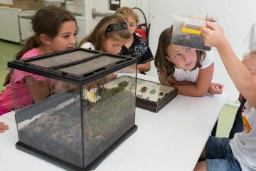Petites bêtes - stage de science pour les 9-11 ans