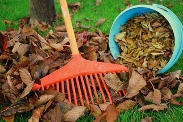 Feuilles mortes contre compost