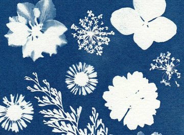 [SCROLL !]  Cyanotype