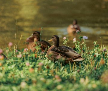 balade d’observation « Froid de Canard »