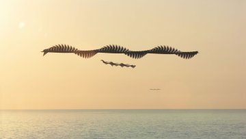[SCROLL !]  Ornithographies