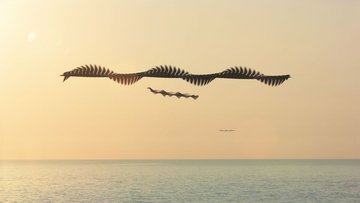 [SCROLL !]  Ornithographies