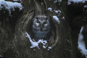 Ciné RELAX - LE CHANT DES FORÊTS