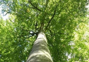 Ciné-débat - les Arbres remarquables, au cœur de la biodiversité