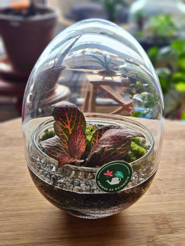 Terrarium : une seconde vie pour mon bocal