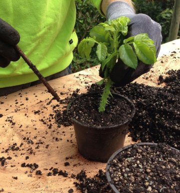Atelier de jardinage : boutures de Printemps
