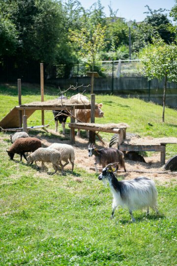 Aidons aux soins des animaux de la Ferme