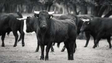 A campo abierto