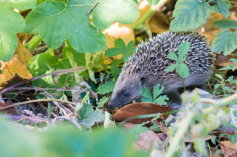 Le Hérisson : connaître et protéger le meilleur ami de nos jardins