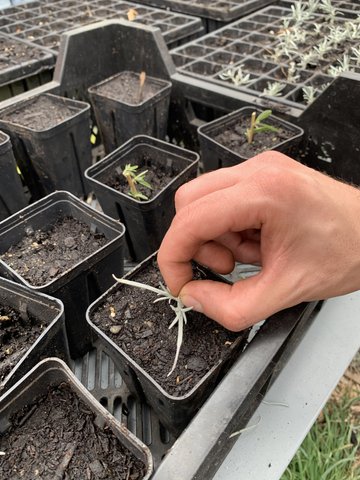 Formation multiplication de plantes vivaces