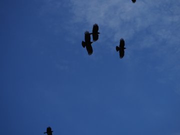 Journée européenne des oiseaux migrateurs