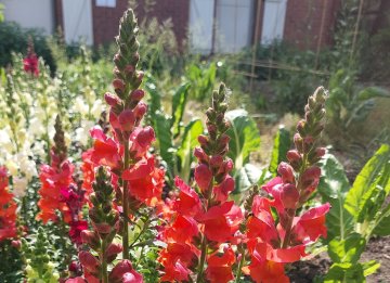 Agissons pour les pollinisateurs