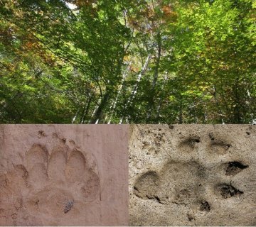 Empreintes et indices : les secrets de la forêt