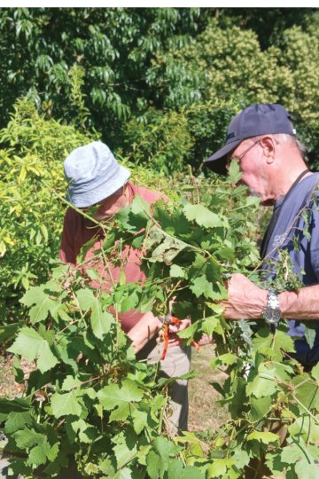 CONFERENCE  - La VIGNE et le VIN en Bretagne.