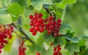 Jardinons ! Tailler et multiplier les petits fruitiers