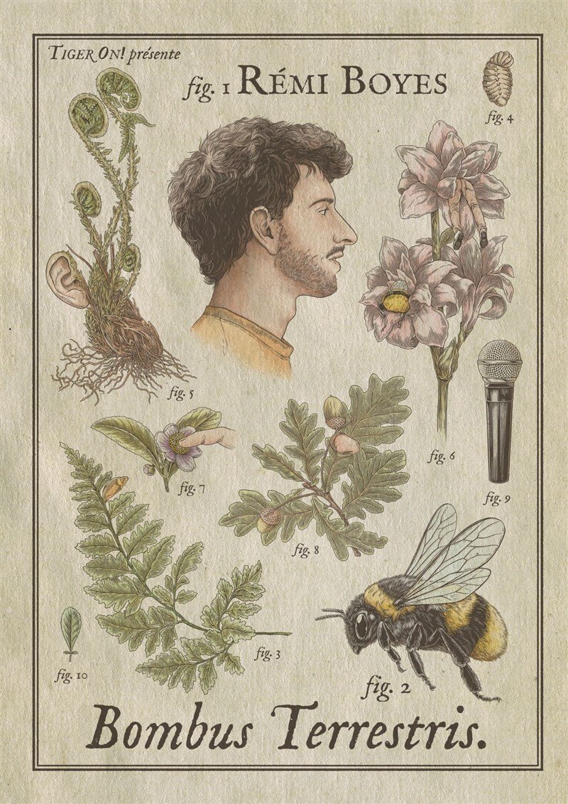 Rémi Boyes dans Bombus Terrestris V2