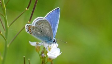 Partez à la découverte des pollinisateurs au jardin