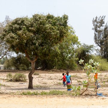 Effondrement de la biodiversité : quelles conséquences pour les sociétés humaines ?