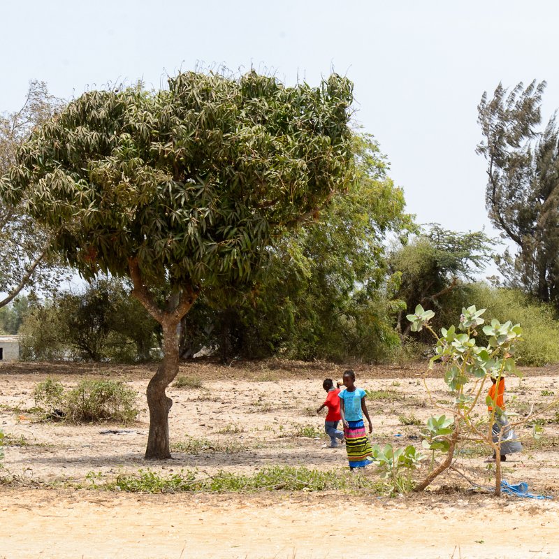 Effondrement de la biodiversité : quelles conséquences pour les sociétés humaines ?