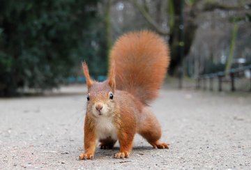 Faune sauvage du parc : le milieu forestier