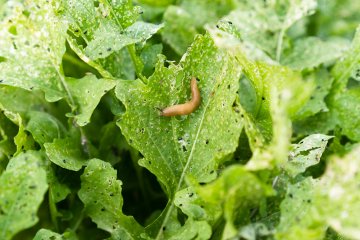 Escargots et cie : à la rencontre des petites bêtes du jardin