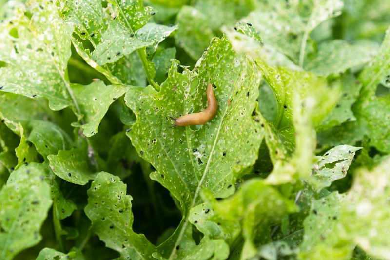 Escargots et cie : à la rencontre des petites bêtes du jardin